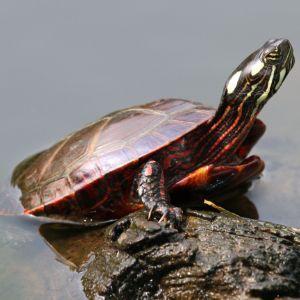 Tortuga Pintada Oriental (Chrysemys picta picta)