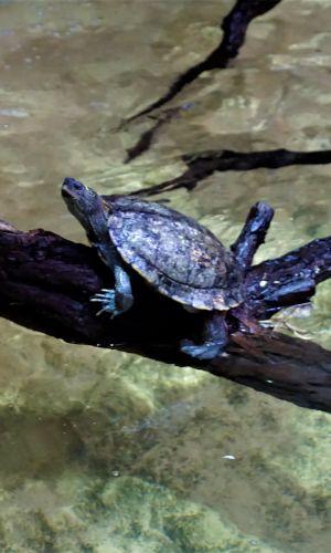 Tortuga de mapa falso sentada en una rama (Graptemys pseudogeographica)