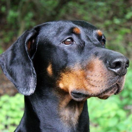 razas de perros más peligrosos