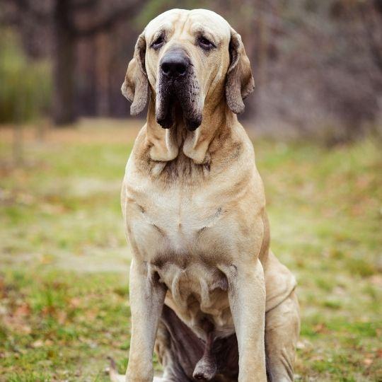razas de perros más peligrosos