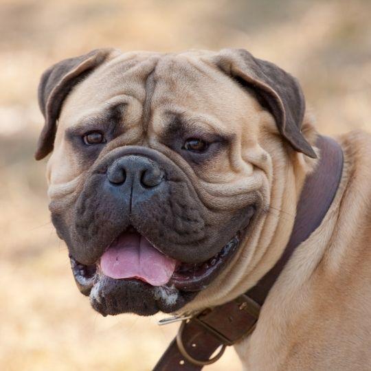 perros más peligrosos