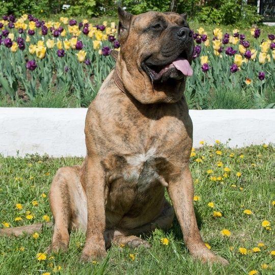 perros más peligrosos