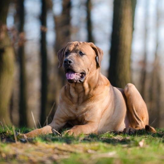 razas de perros más peligrosos