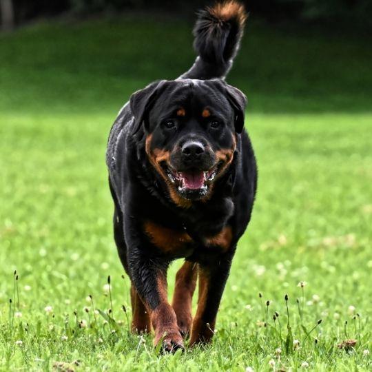 perros más peligrosos