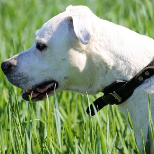 razas de perros más peligrosos