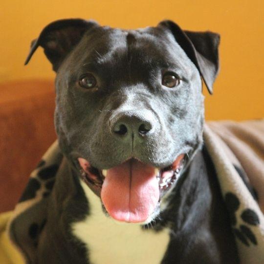 perros más peligrosos