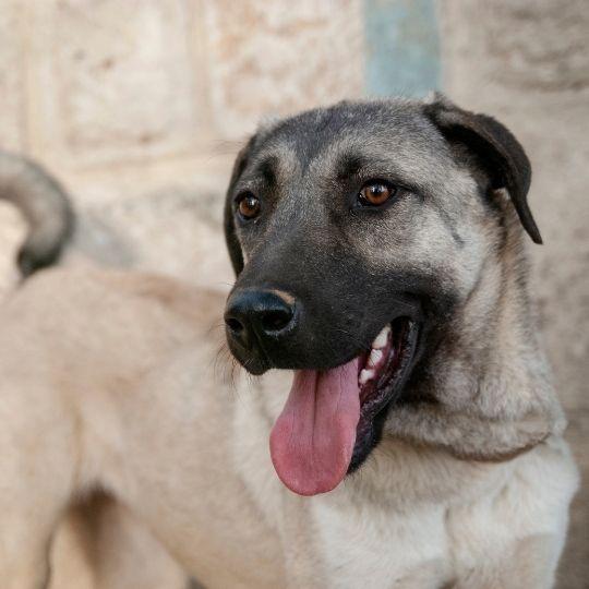 razas de perros más peligrosos