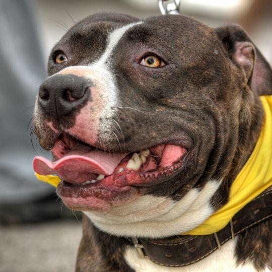 razas de perros más peligrosos