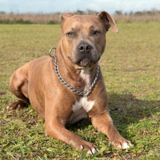 razas de perros más peligrosos