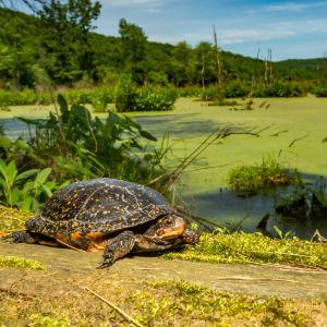 Tortuga moteada sobre el césped cerca del estanque
