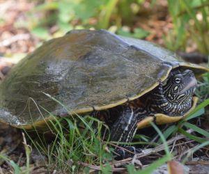 Tortuga mapa de Ouachita en Illinois (Graptemys Ouachitensis)