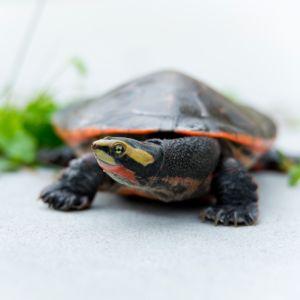 Vista frontal de Pink Belly Sideneck Turtle