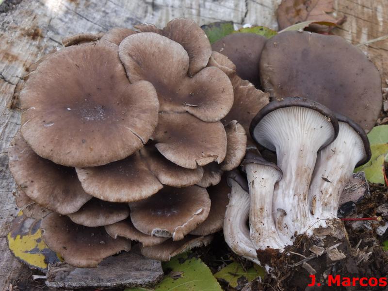 Pleurotus ostreatus. Crédito Javier Marcos