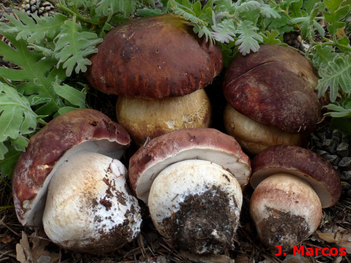 Boletus pinophilus. Crédito Javier Marcos.