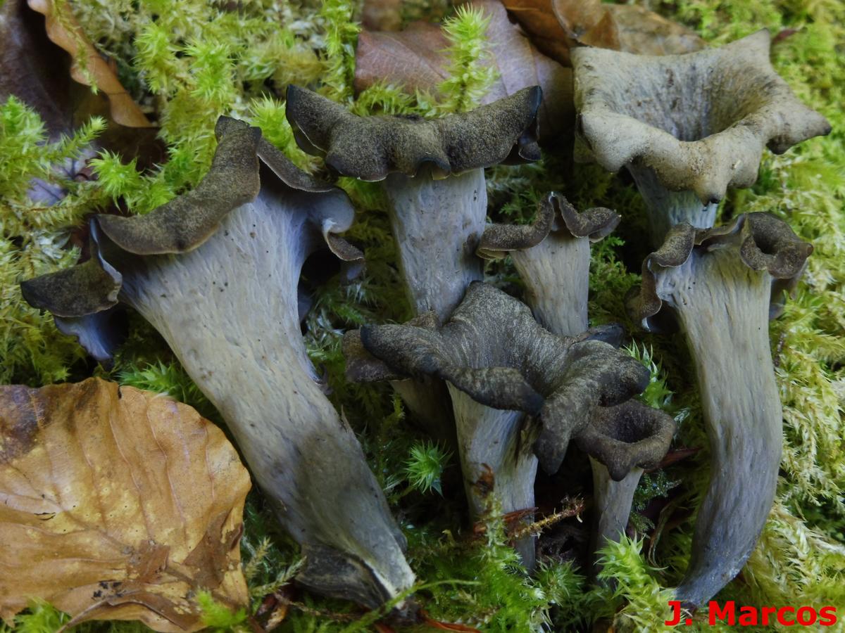 Craterellus cornucopioides. Crédito Javier Marcos