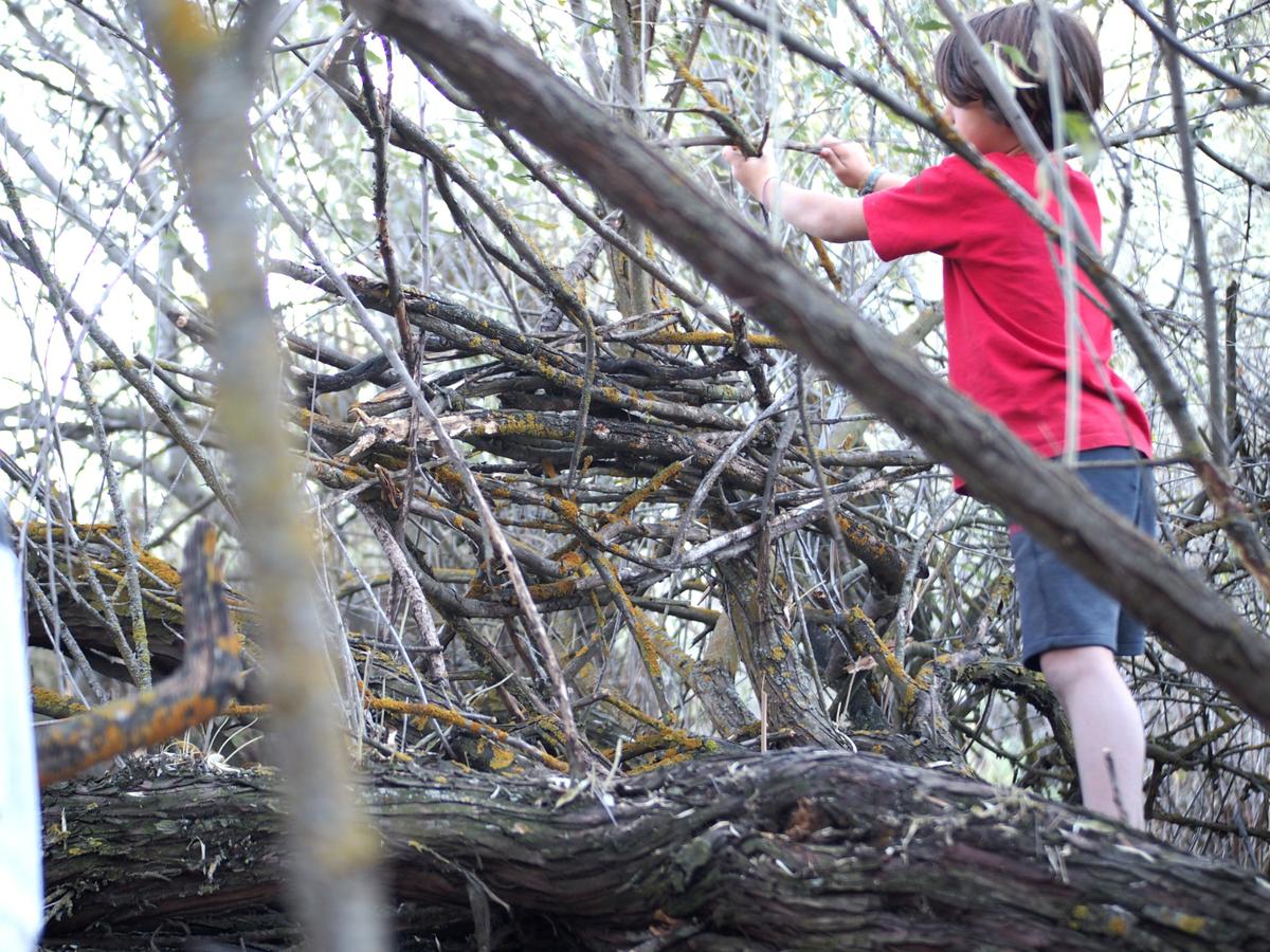 Niño construyendo con ramas una pared detro de un bosque de ramas bajas