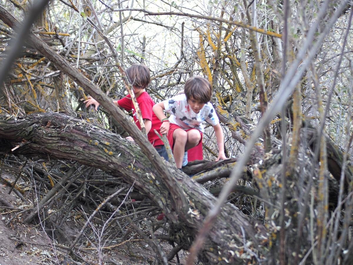 Niños jugando entre ramas de arboles bajos, es su caseta