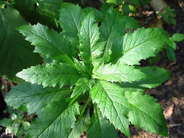 propiedades del epazote