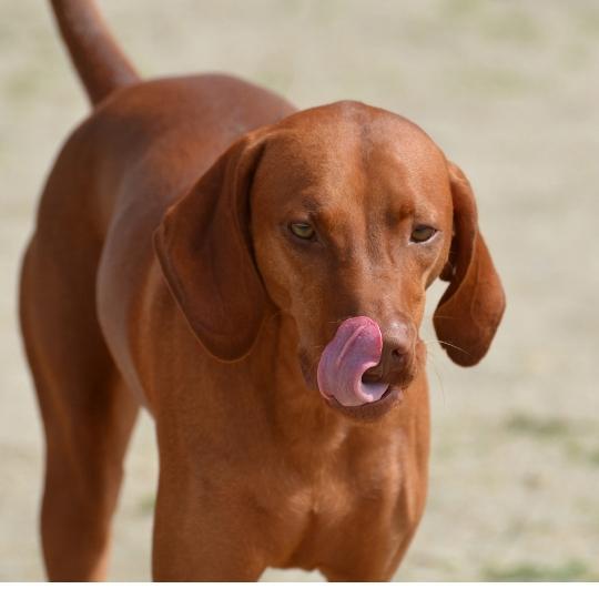 perros con orejas largas