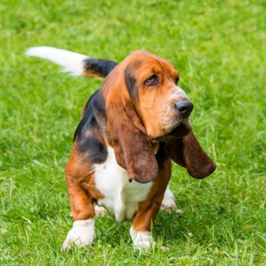 perros con orejas largas