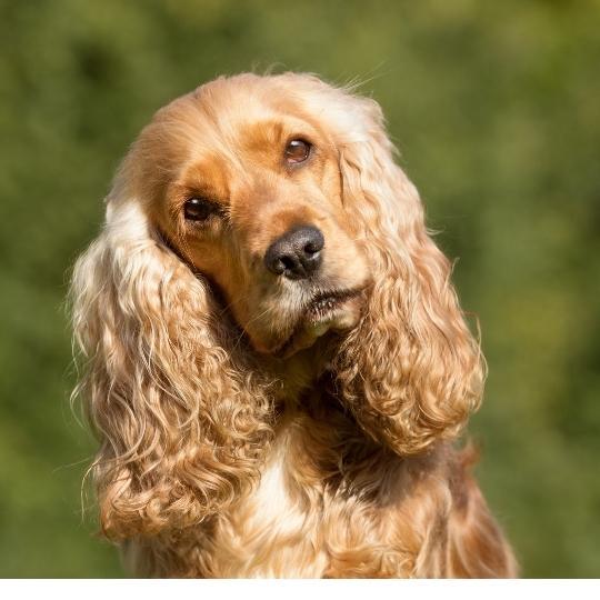 perros con orejas largas