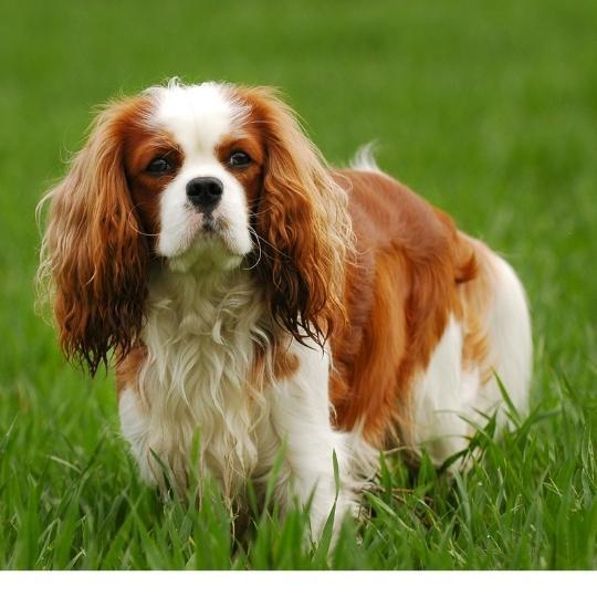 perros con orejas largas