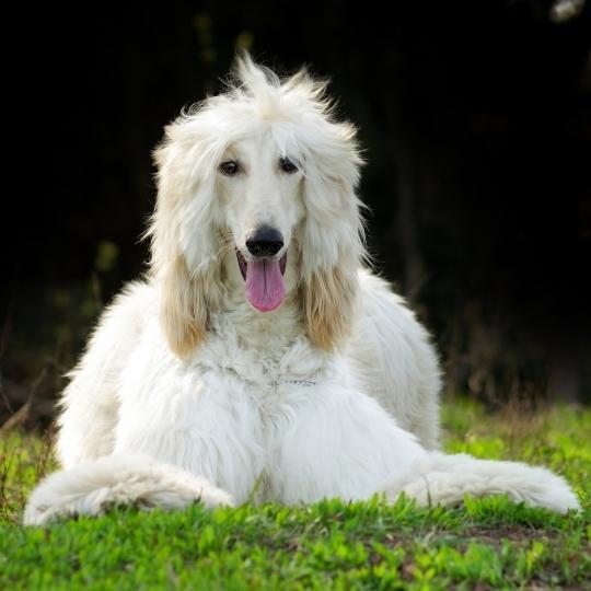 perros con orejas largas