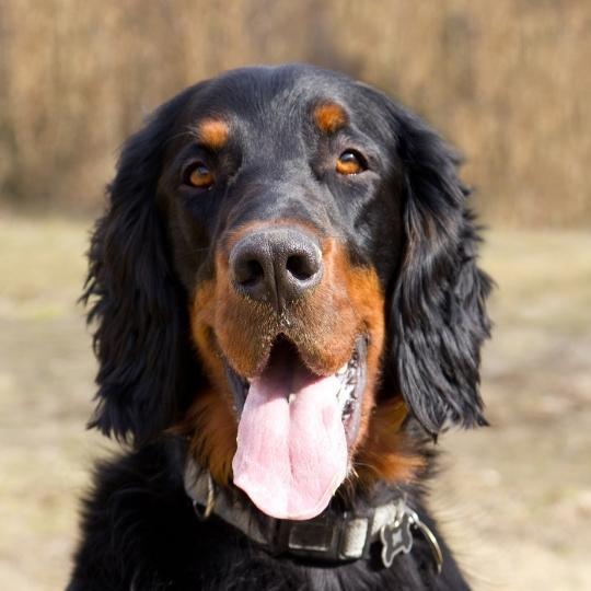 perros con orejas caídas