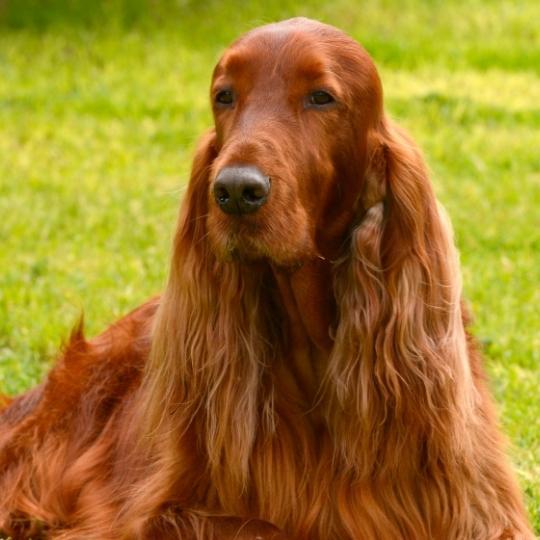 perros con orejas largas