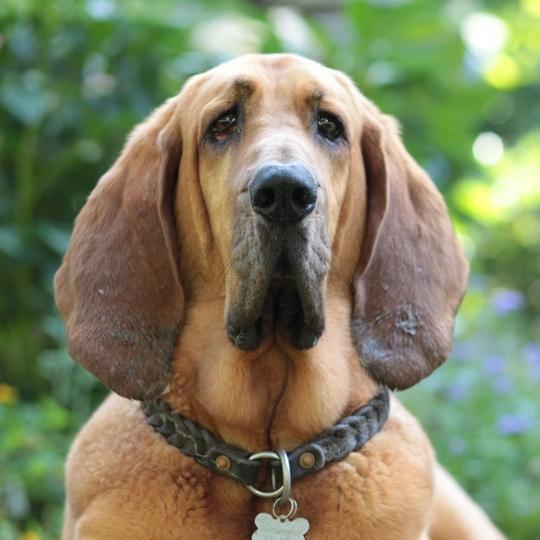 perros con orejas caídas