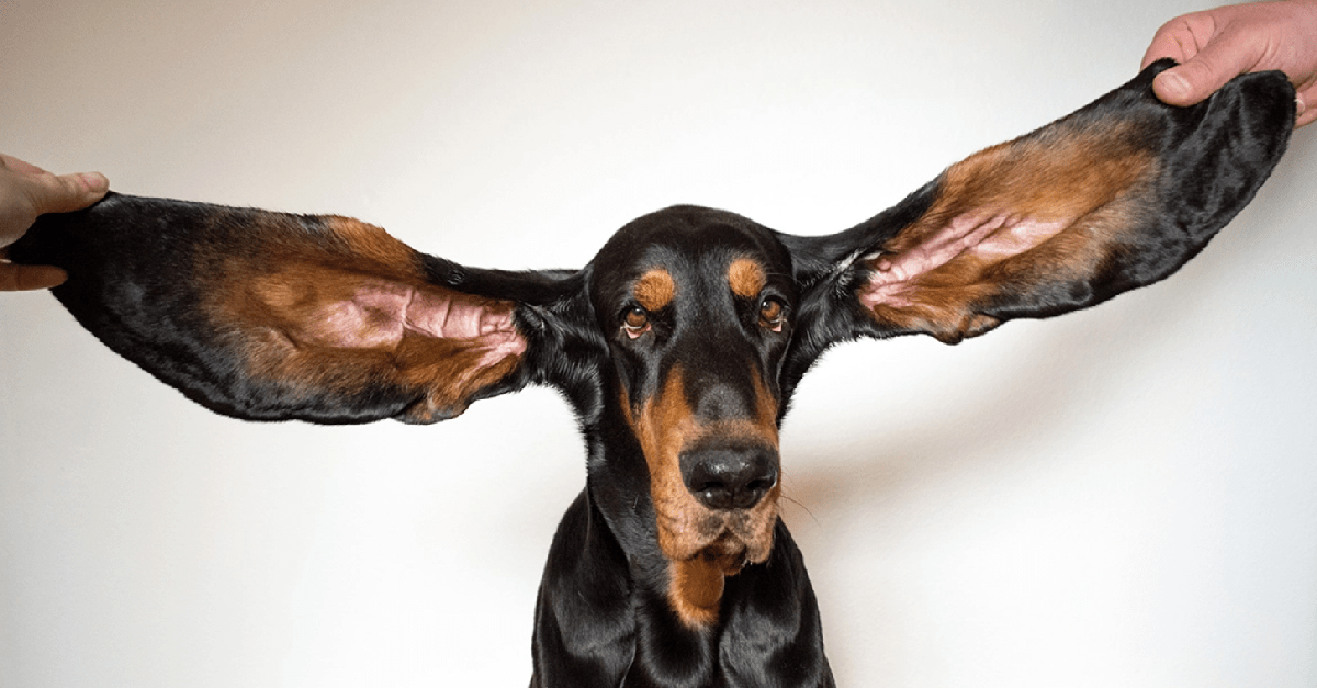 perro con orejas más largas
