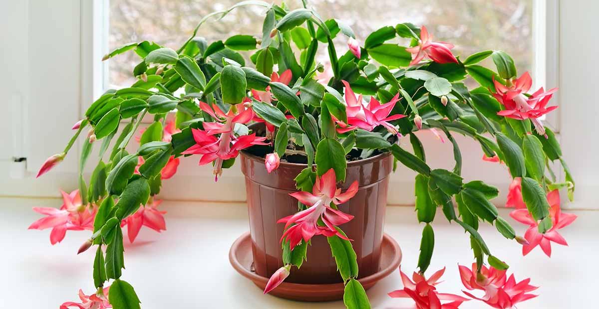 Cactus de Navidad maceta