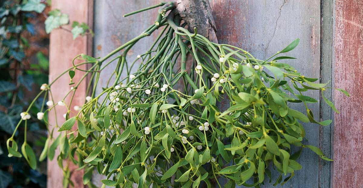 Muérdago Plantas de Navidad