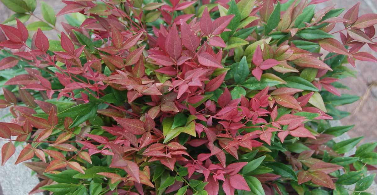 Plantas de Navidad Nandina domestica