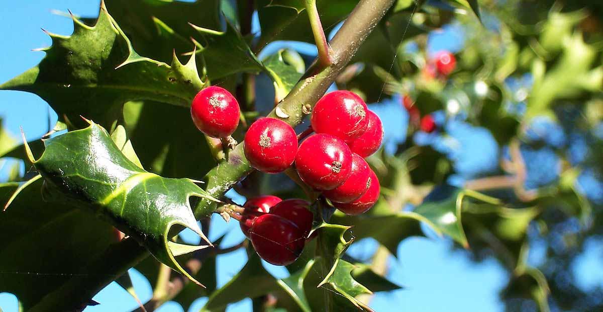Plantas para Navidad acebo