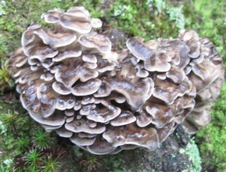 maitake propiedades