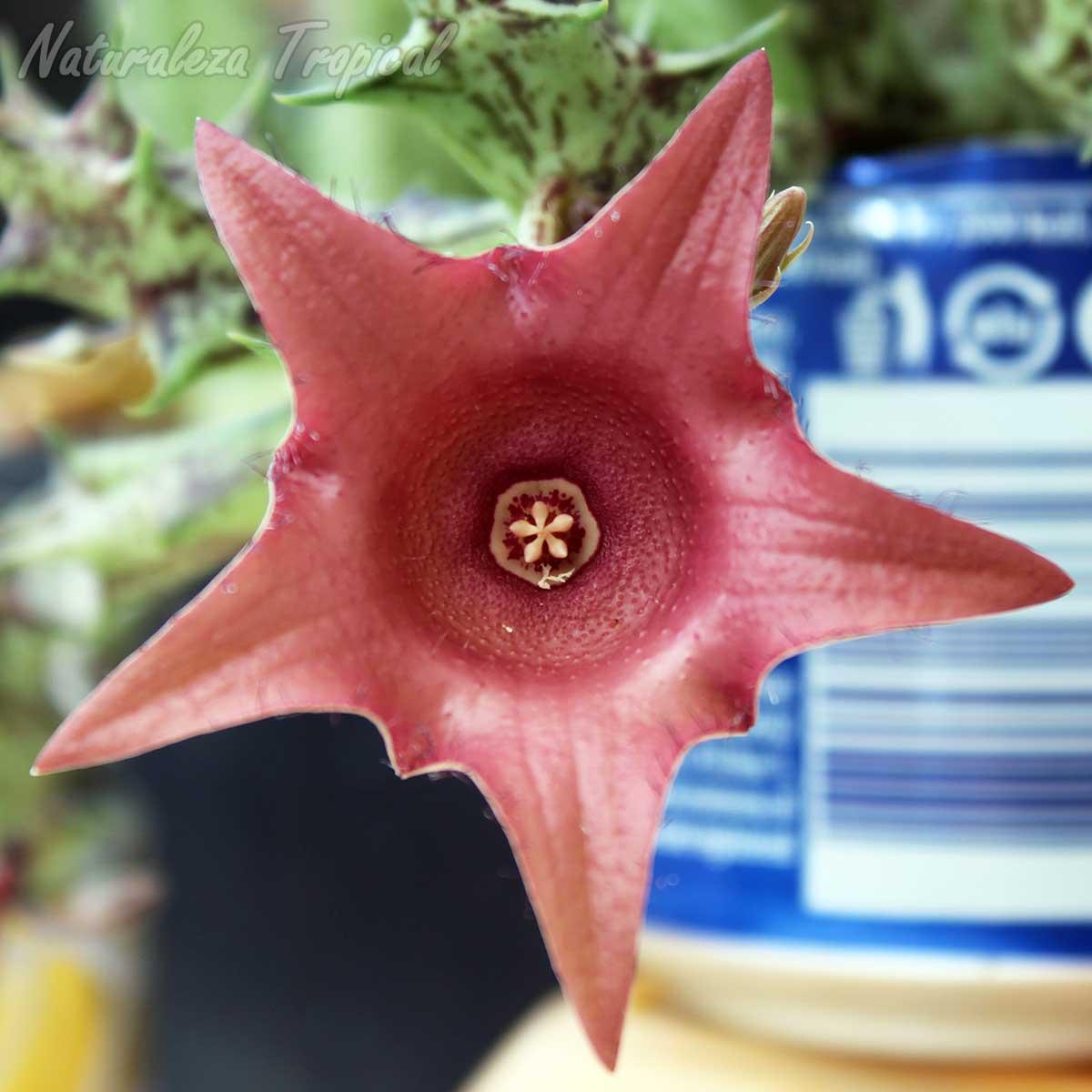 Vista de la flor de la planta suculenta híbrida x Huervalia ˡCuban Startˡ clon 2 KMP 025