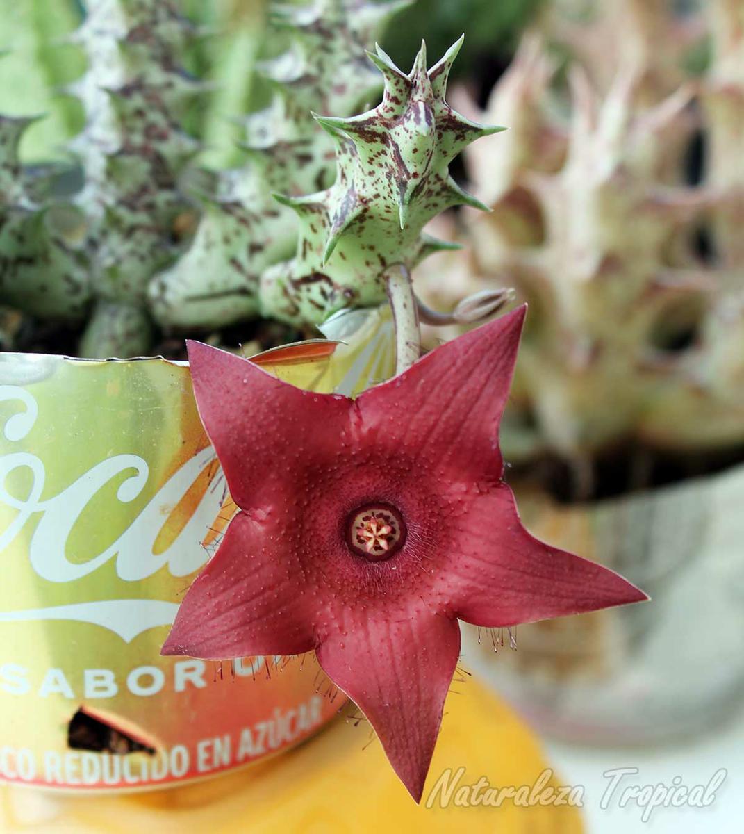 Tallo y flor de la planta suculenta x Huervalia ˡCuban Startˡ clon 3 KMP 025