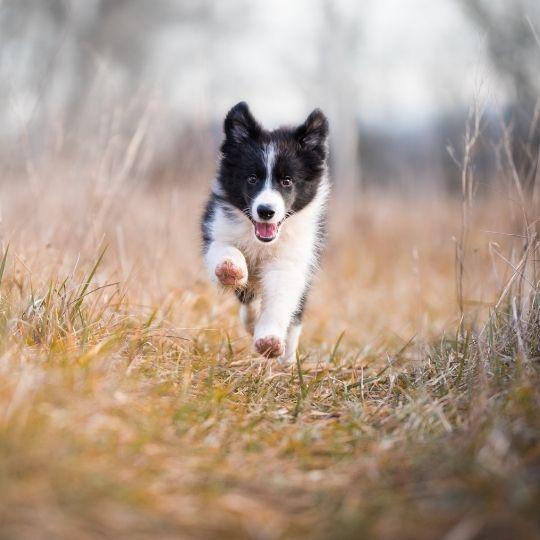 border collie