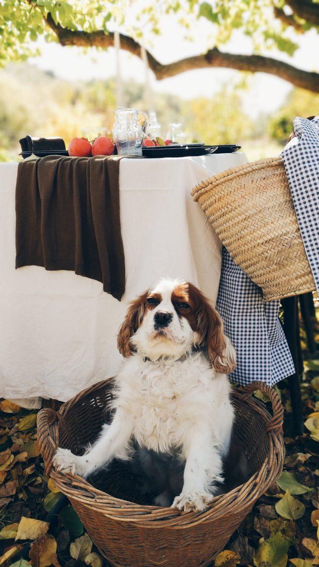 Chester con su gracia