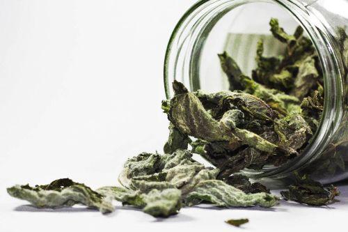 pulmonaria officinalis