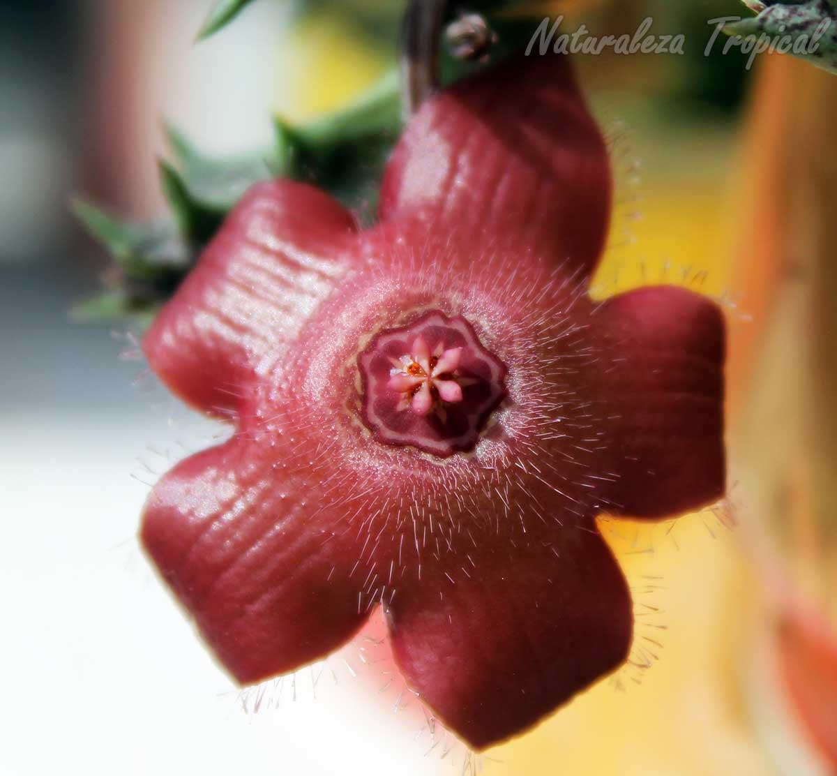 Vista de la flor característica de la planta suculenta x Huervalia ˡTiny Startˡ KMP 029