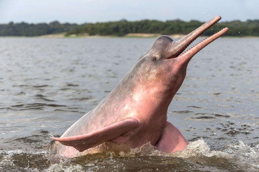 Delfín rosado del Amazonas