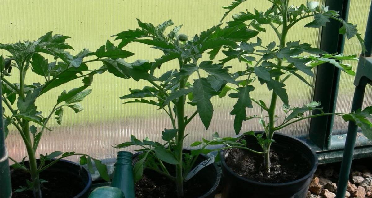 Planta tomate negro de Crimea