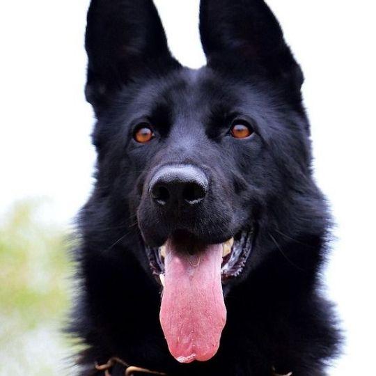 razas de perros mexicanas