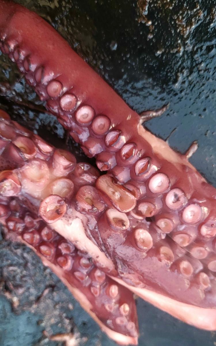 Pulpo a la gallega cocido y pasado por la plancha
