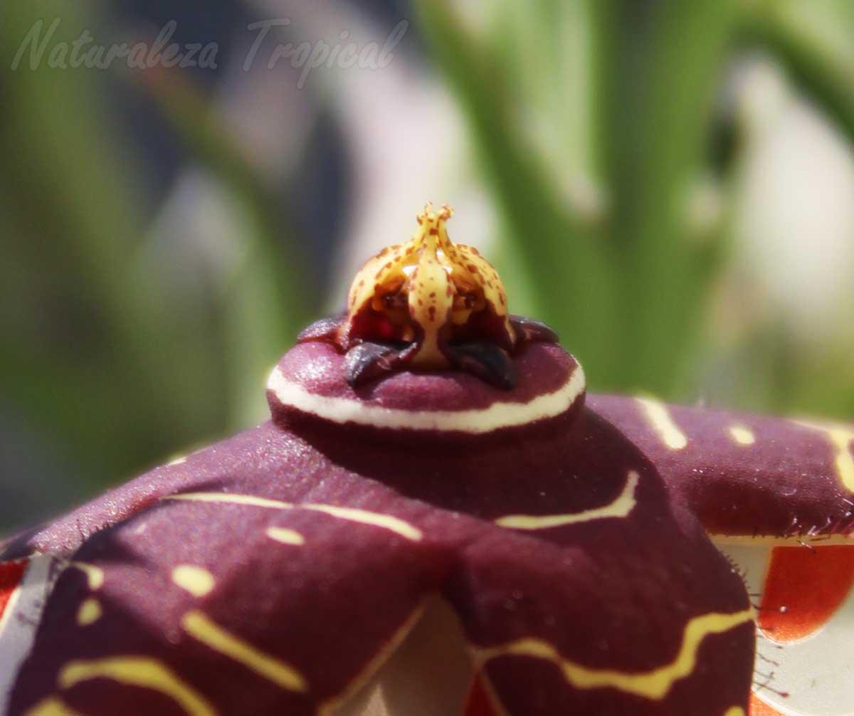 Vista del polinarium de la flor de la planta suculenta Orbea halipedicola