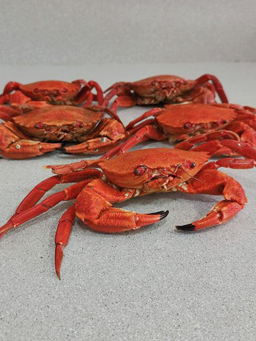 Arroz caldoso con nécoras - Nécoras frescas