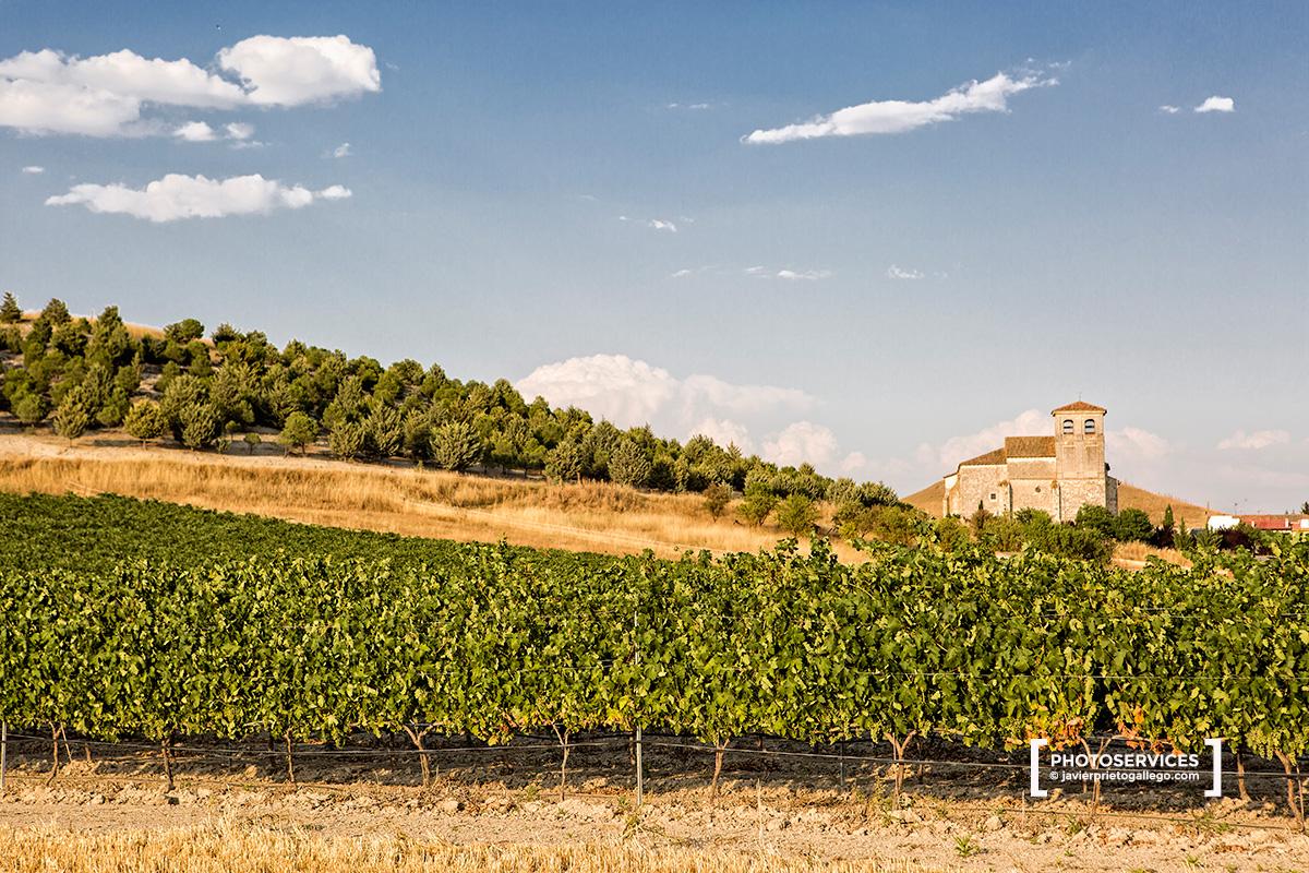Campos y viñedos en agosto cerca de Olivares de Duero. Ribera del Duero. Roturas. Valladolid. Castilla y León. España © Javier Prieto Gallego;