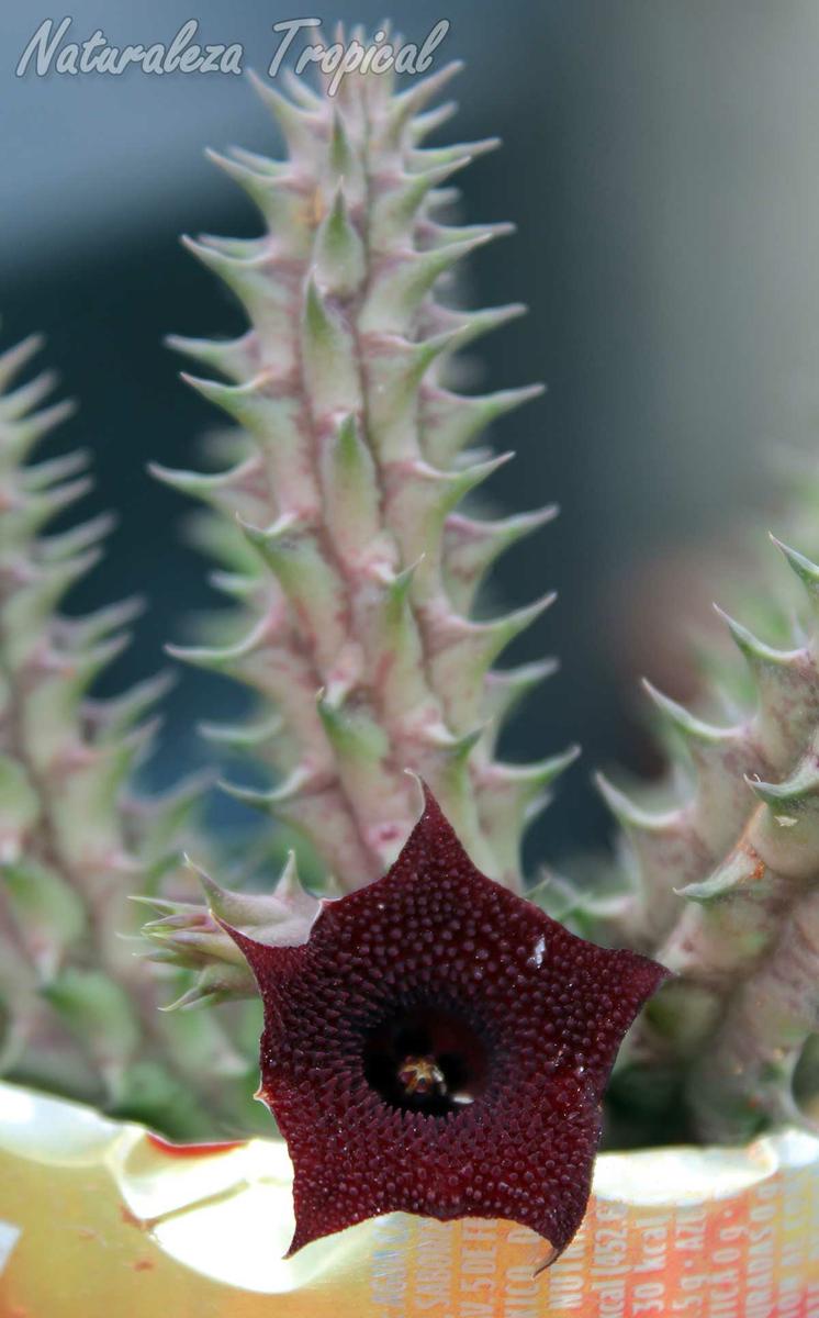 Vista del tallo y flor de la planta suculenta Huernia ˡRed Spinesˡ clon 1 KMP 018